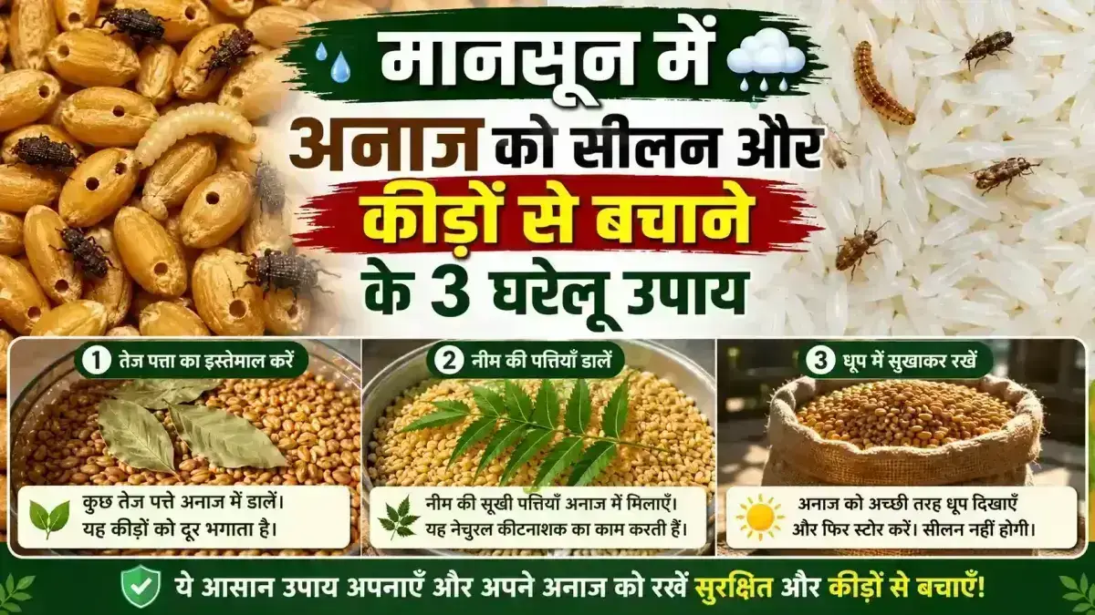 मानसून में गेहूं-चावल को घुन और फफूंदी से बचाएंगे ये 3 देसी उपाय, अनाज रहेगा एकदम सुरक्षित