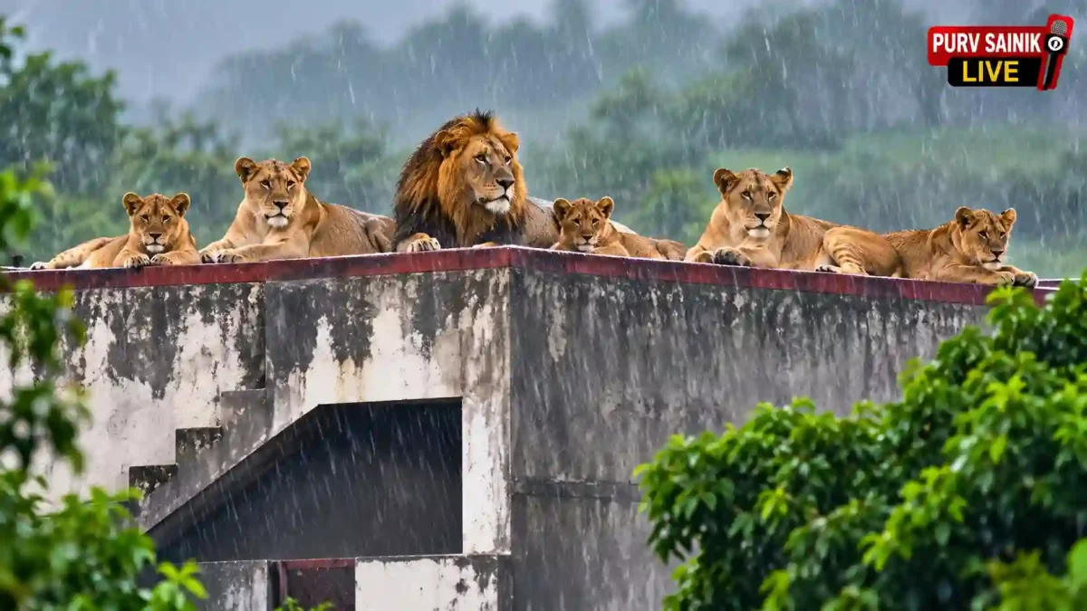 गुजरात में भारी बारिश का कहर: घर की छत पर अचानक आ पहुंचे 6 शेर