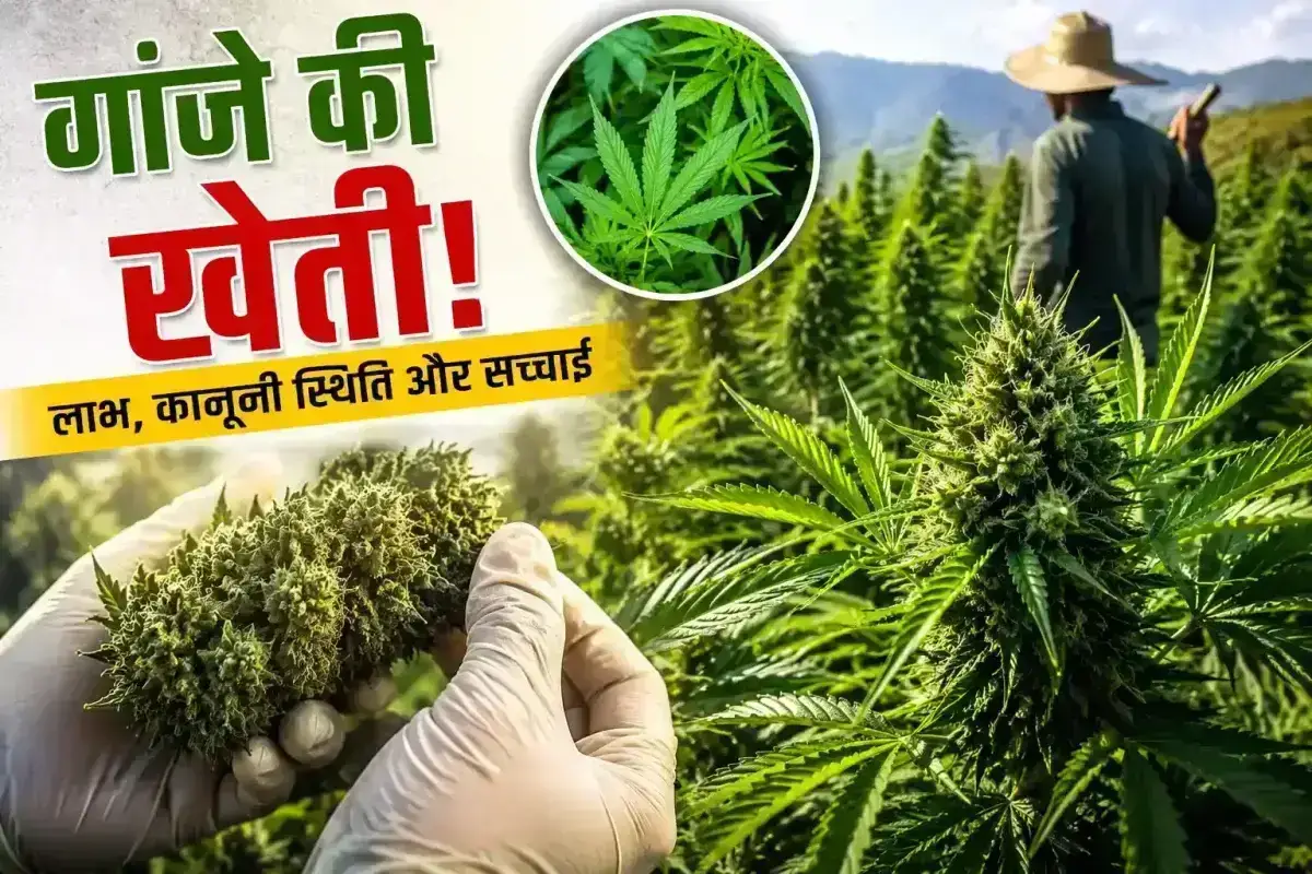 मुंबई के घर के अंदर चल रही थी गांजे की हाई-टेक खेती, पुलिस भी हैरान