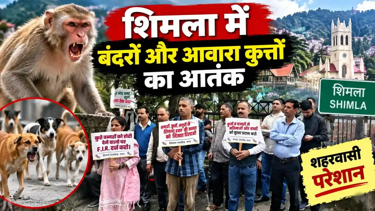 शिमला में बंदरों और आवारा कुत्तों का आतंक, महिला की मौत पर फूटा गुस्सा